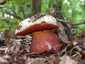 Sátántinóru (Rubroboletus satanas), Budai-hegység